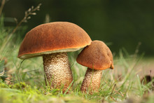 Big And Small Mushroom