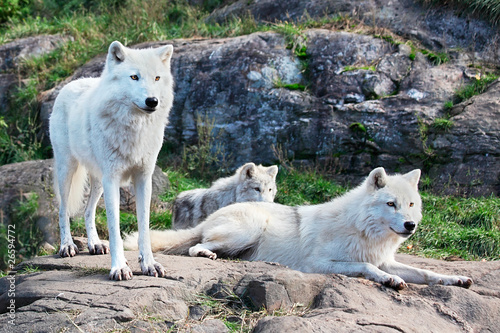 Plakaty wilk  rodzina-wilkow-polarnych