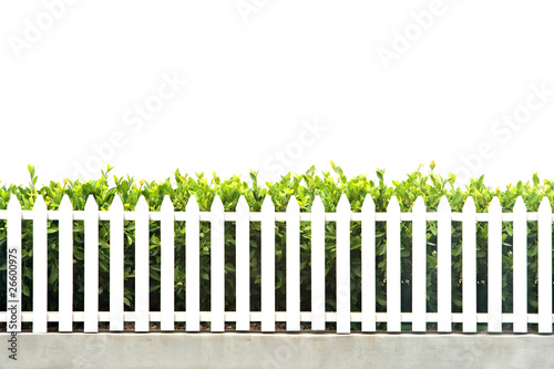 Fotografie, Obraz white picket fence strip with green garden bushes