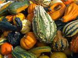 Fototapeta Kuchnia - Colorful pumpkins for Halloween Scary Jack