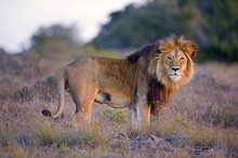 A Large Male Lion Catches The Sun