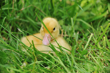 Wall Mural - duckling