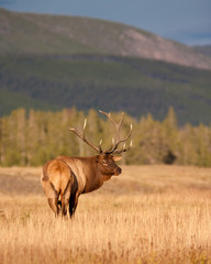 Wall Mural - Bull Elk