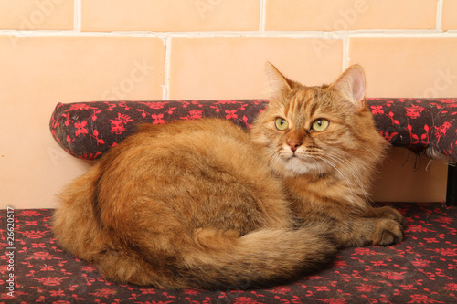 Sibérien De Sibérie Siberian Forest Cat Sibirische
