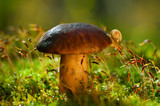 Fototapeta  - Snail on mushroom