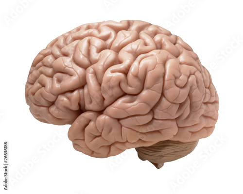 Cuadros en Lienzo human brain on white background
