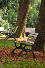 Sitting Bench in Autumn Park