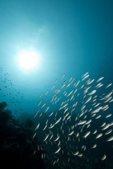 Wall Mural - ocean, sun and fish