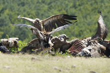 Griffon Vulture Fight For Food