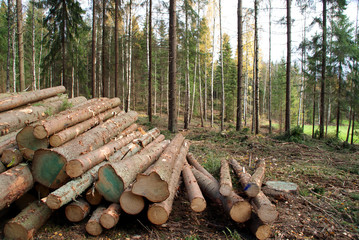 timber logging in forest