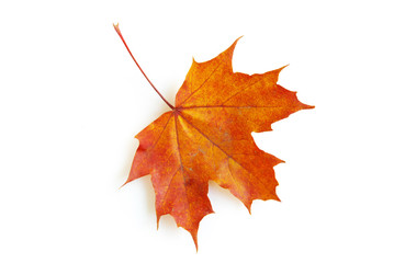 maple leaf