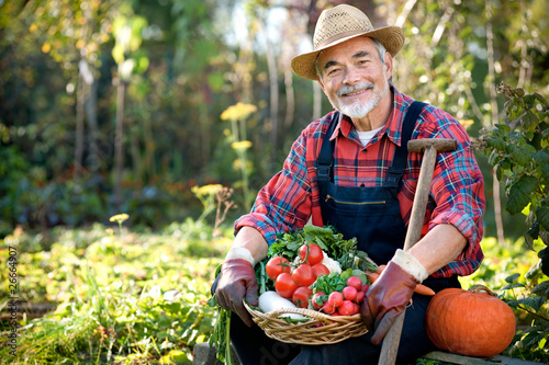 Cuadros en Lienzo Senior gardener with a basket of harvested vegetables
