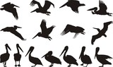 Fototapeta Konie - Pelican silhouettes - vector