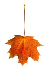 maple leaf