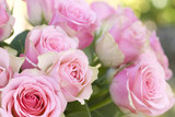 Beautiful pink roses background