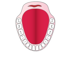 Vector a jaw with teeth of the person