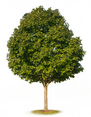 maple tree isolated