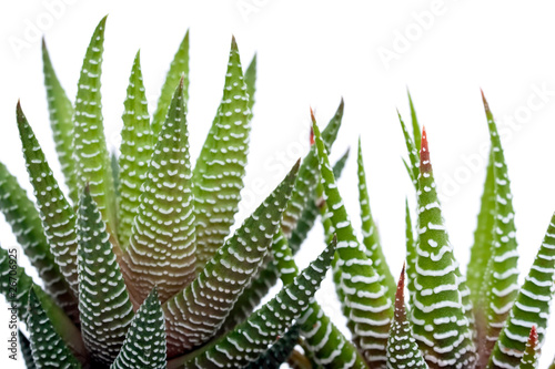 Duo D Aloe Vera Sur Fond Blanc Stock Photo Adobe Stock