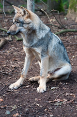  Junger Grauwolf