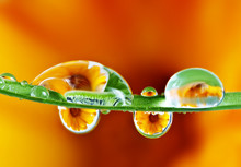 Pot Marigold Flower Mirroring Inside Rain Drops