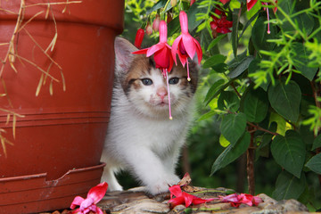 kitten with garden still-life