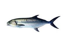 Garrick Lichia Amia Fish Isolated On White