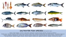 Fish Species Saltwater Clasification Isolated On White
