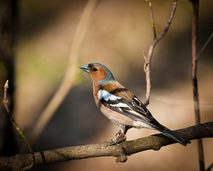 Poster - Fringilla coelebs, Chaffinch