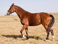 Brown Horse Standing In Winter On Dry Brown Grass