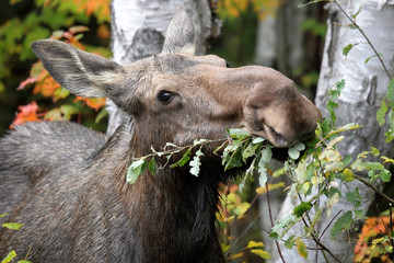 Wall Mural - Hungry Moose