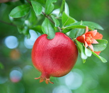 Ripe Pomegranate On The Branch.