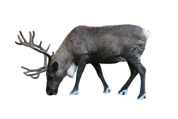 Caribou