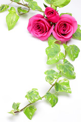 Wall Mural - rose and ivy