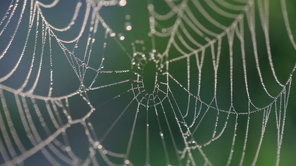 Web. Dew. A close up