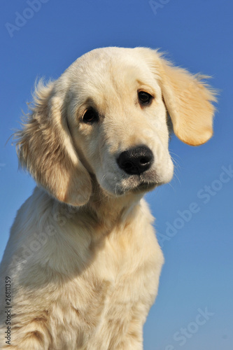 Chiot Golden Retriever Buy This Stock Photo And Explore