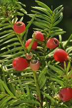 Taxus Baccata / If à Baies / Yew