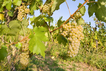 bunch of ripe grapes on grapevine right before harvest