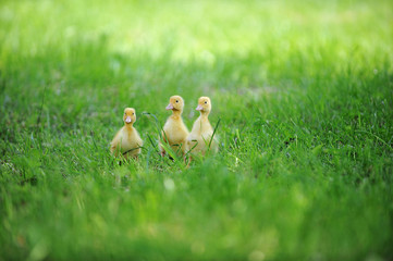 Wall Mural - three fluffy chicks