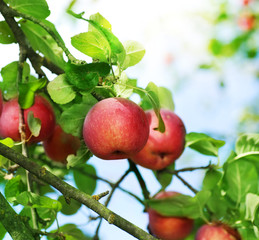 Poster - Fresh Organic Apples