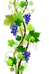 Wall Mural - Vineyard