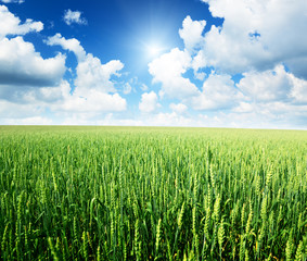 Wall Mural - field of rye and sunny day