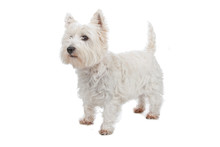 West Highland White Terrier Isolated On White