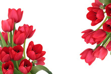 Red Tulip Flower Border