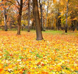 Wall Mural - beautiful golden orchard