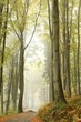 Misty autumn beech forest on the slope in a nature reserve