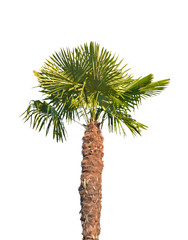 palm tree isolated on white background