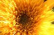 Gefüllte Sonnenblume