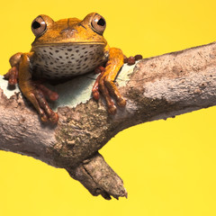 tree frog background with copy space