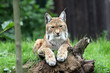 european lynx