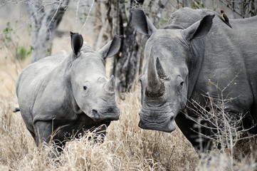 Mother and baby Rhino